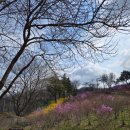 진전면 동산마을 마을회관 | 수도권 진달래 명소 개화율 축제 -안양 부천 원미산 진달래 축제 후기 주차 강화 고려산 서울 북한산