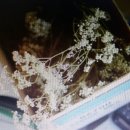 다솜Blossom