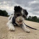 보미 펫 살롱 이미지