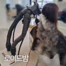 로이드밤 권선점 / 봄맞이 수원핑크브라운염색 권선동 미용실 추천