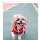 아르릉 이미지