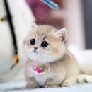 캣프렌즈 이미지