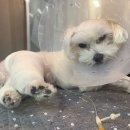 24시 온누리동물메디컬센터 이미지