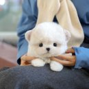 부산강아지분양 미유펫 이미지