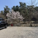 포천 딥포레스트캠핑장 ⎮ 벚꽃캠핑장, 근데 이제 개화를 아직 안한... ⎮ 차돌박이미나리말이, 된장밥...