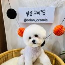 살롱 꼬미'S 이미지