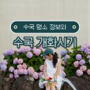 서울 수국 개화시기 언제? 수국 명소 알아보기