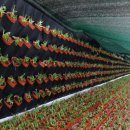 그린인테리어 홈가드닝 이미지