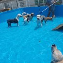 하이멍뭉 이미지