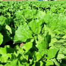 채열농장 이미지