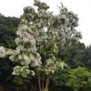 우체국 이팝나무 이미지