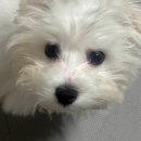 진성동물병원 이미지