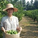 제주맘 - 제주시 신산로11길 6 | 제주맘