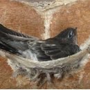 제비농장 이미지