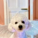 웰컴댕댕 이미지