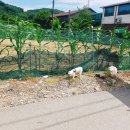 울루라떼 이미지