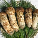 만물농장 이미지