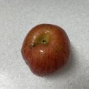 상주시 조합공동사업법인 | 우박 맞은 부사 못난이사과 문경시조합공동사업법인