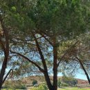 메타아이골프 | 산호세 근교 밀피터스 Bay View Golf Club 솔직 후기 | 가격, 코스 난이도, 뷰, 가족 동반여행까지 완벽...