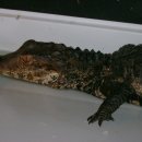 paleosuchus palpebrosus(common name:Dwarf Caiman) 이미지