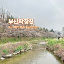 학장천공영주차장(학장동 254-3) | 부산 주례역 벚꽃 시즌 가볼 만한 곳 숨은 힐링 명소 학장천