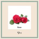 자라다plant 이미지