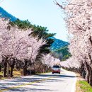 부귀리벗꽃 이미지