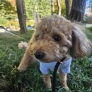 동물보육원 부산지사 | 강아지파양, 마지막까지 책임을 다했다는 후기 feat. 동물보육원