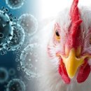 삼성조류 이미지