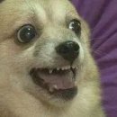 음 Daum카페
