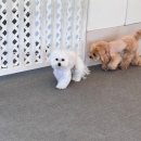 뽀글뽀글 반려견 유치원&호텔 이미지