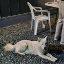 순심이네 산골체험 | 충남 보령시 새로 오픈한 순심이네 산골체험 1박2일 후기
