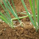 흙뿌리 농장 이미지