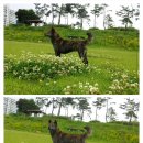 스테이프리