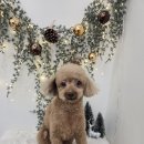 플라이봉 이미지