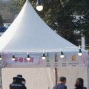 제주시민회관 | 제주 벚꽃 축제 실시간! 서귀포 벚꽃 명소 대륜동 벚꽃 축제 1일차 후기