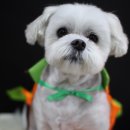 견사무소 호텔 유치원 이미지