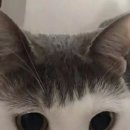 블랑제리331 이미지