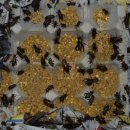 김종희농장 이미지