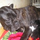 바우와우 이미지