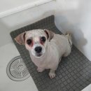 보라애견미용실 이미지