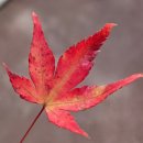 예당5일장 | 단풍이 짱짱 예뻣던 가을맞이 예산 당일치기 여행