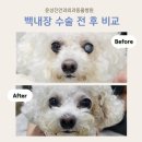 안정 | 강아지 백내장 수술 후기 🐾 빠른 회복과 안정적인 시야 확보