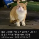 핑킹