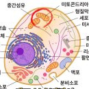 인천 구월동복싱 정우관 미토콘드리아란? 이미지