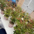 용인시농업기술센터 | 용인시농업기술센터 테마파크 농가체험 남천나무 식물심기 원예체험프로그램 힐링원예테라피