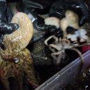 남해쭈꾸미 이미지