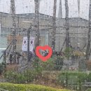 [CHANEL] 샤넬 클래식미듐 구입 후기( 롯데 잠실 에비뉴엘 클미 구입기 오픈런 팁)