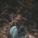 아이튼튼 동물병원 이미지