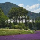 해뜰우 | 단양 고운골아평쉼뜰 버베나 실시간 및 주차